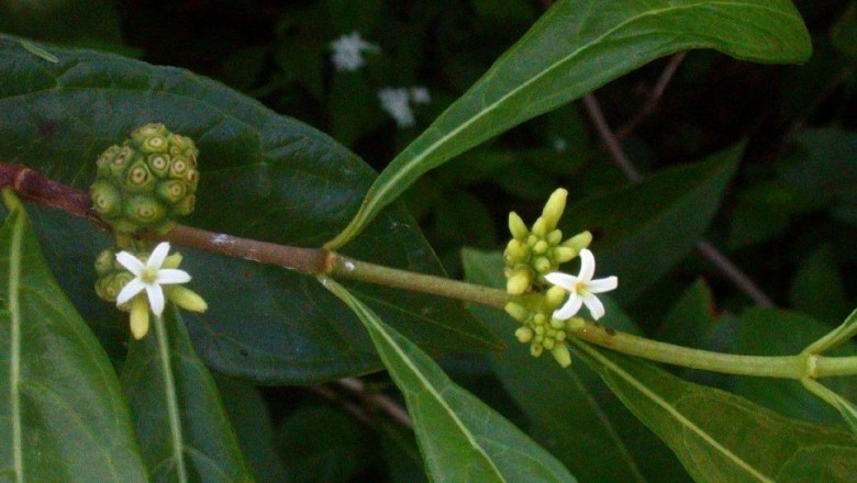Cây Nhàu lá nhỏ. Morinda parvifolia Benth. - Cây Thuốc Nam Quanh Ta